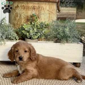 Missy, Mini Goldendoodle Puppy