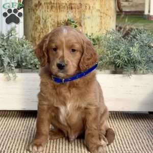 Murphy, Mini Goldendoodle Puppy