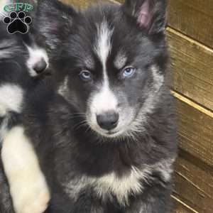 Chestnut, Siberian Husky Puppy