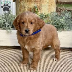 Murphy, Mini Goldendoodle Puppy