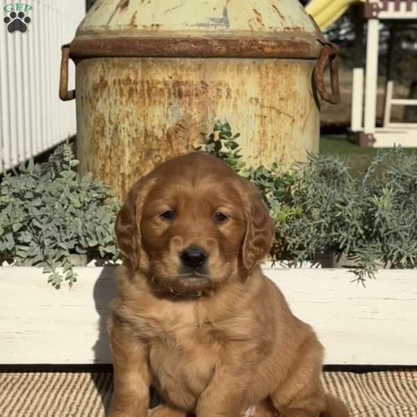 Heidi, Golden Retriever Puppy