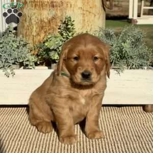 Heidi, Golden Retriever Puppy