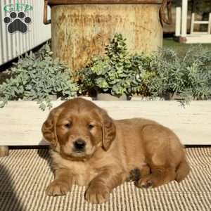 Heidi, Golden Retriever Puppy