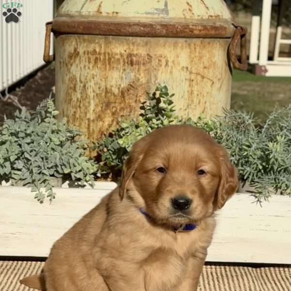 Harley, Golden Retriever Puppy