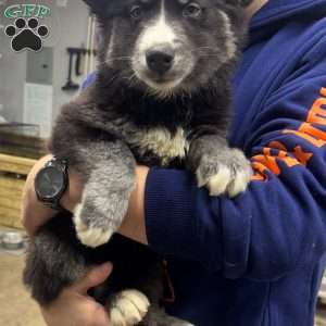 Chestnut, Siberian Husky Puppy
