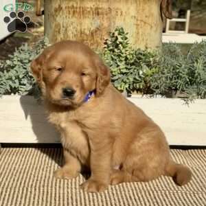 Harley, Golden Retriever Puppy