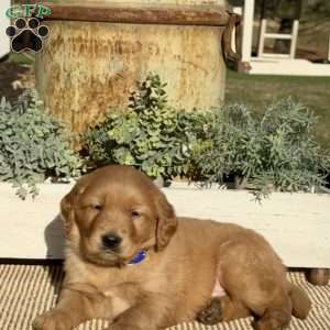 Harley, Golden Retriever Puppy