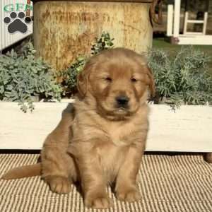 Homer, Golden Retriever Puppy