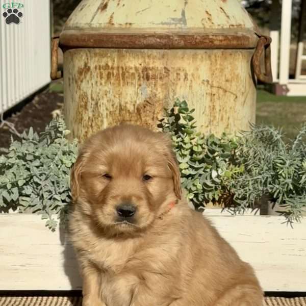 Homer, Golden Retriever Puppy