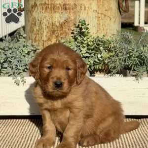 Holly, Golden Retriever Puppy