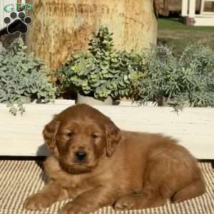 Holly, Golden Retriever Puppy