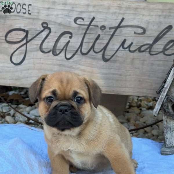 Sam, French Bulldog Mix Puppy