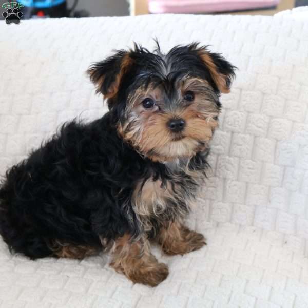 Daisy, Yorkie Puppy