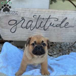 Sam, French Bulldog Mix Puppy