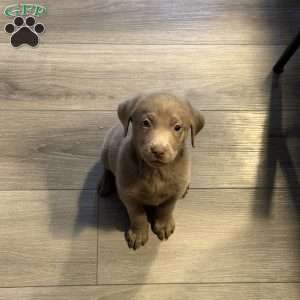 Parker, Silver Labrador Retriever Puppy