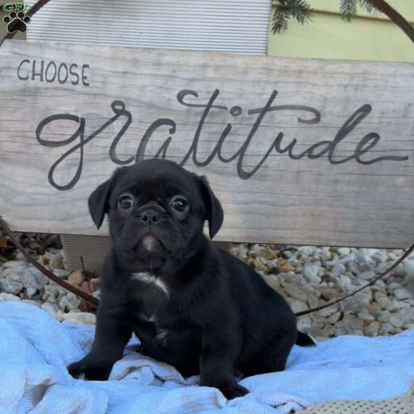 Simbo, French Bulldog Mix Puppy