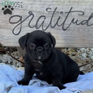 Simbo, French Bulldog Mix Puppy