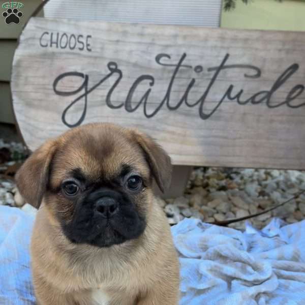 Sasha, French Bulldog Mix Puppy