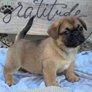 Sasha, French Bulldog Mix Puppy