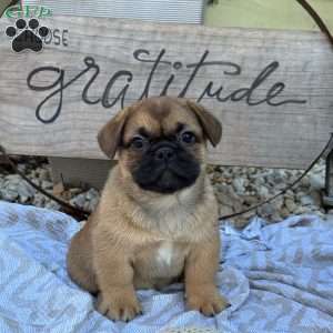 Sasha, French Bulldog Mix Puppy