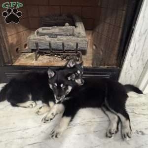 Winter, Siberian Husky Puppy