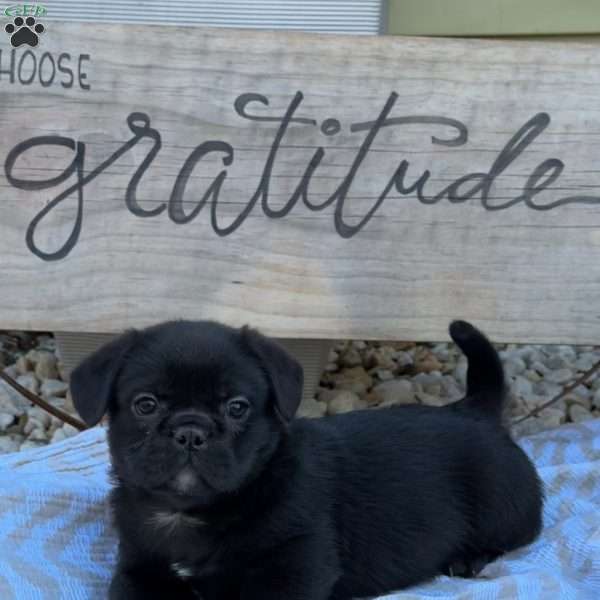 Sadie, French Bulldog Mix Puppy