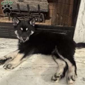 Winter, Siberian Husky Puppy