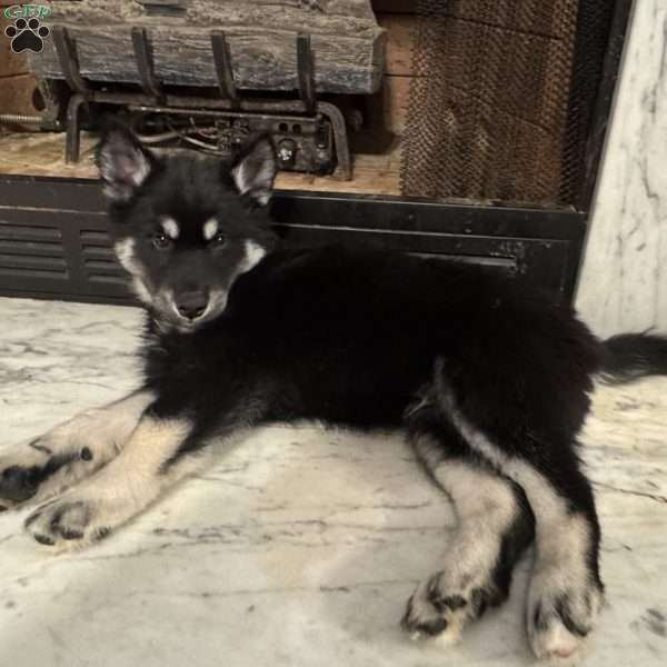 Winter, Siberian Husky Puppy