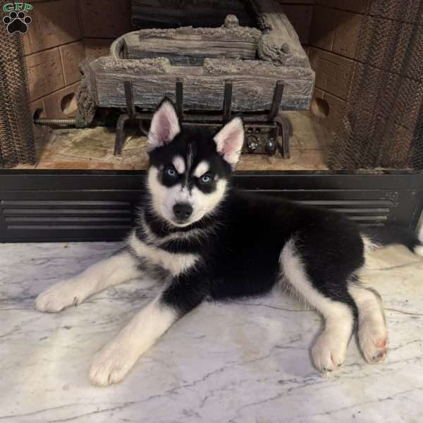 Ham, Siberian Husky Puppy