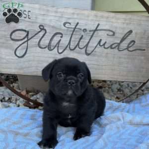 Sadie, French Bulldog Mix Puppy