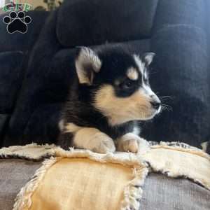 Penny, Pomsky Puppy