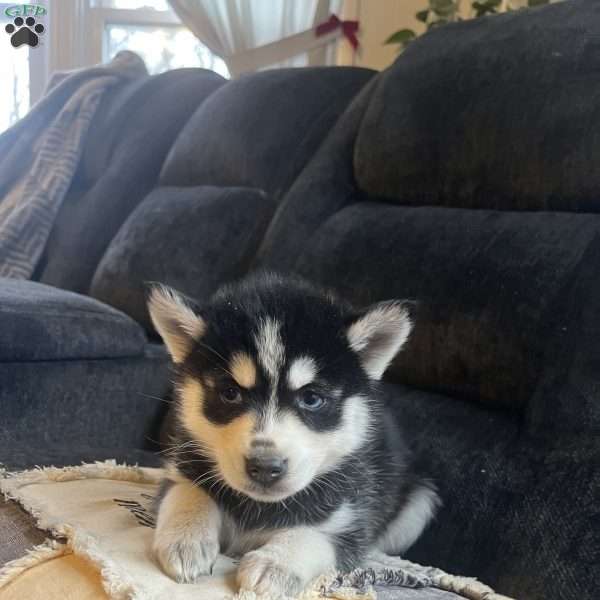 Penny, Pomsky Puppy