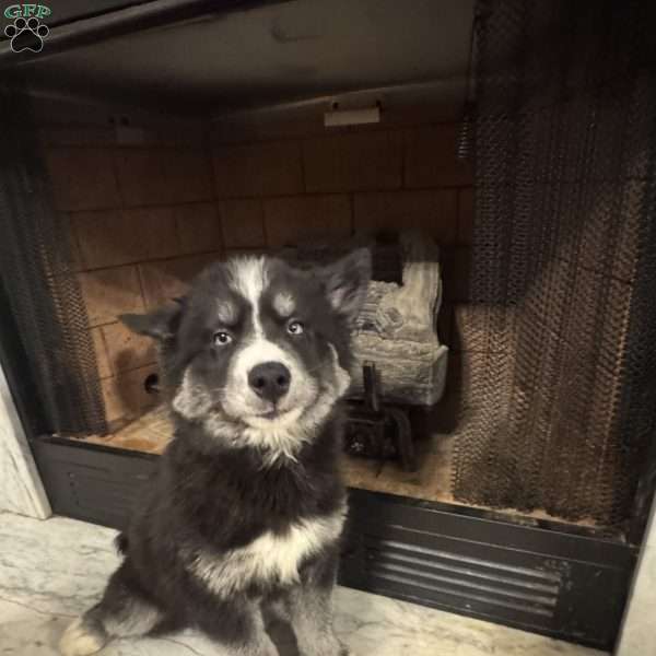Chestnut, Siberian Husky Puppy