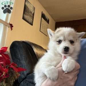 Paris, Pomsky Puppy