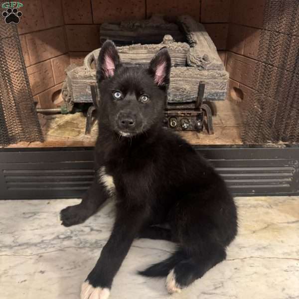 Yam, Siberian Husky Puppy