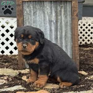 Cassie, Rottweiler Puppy