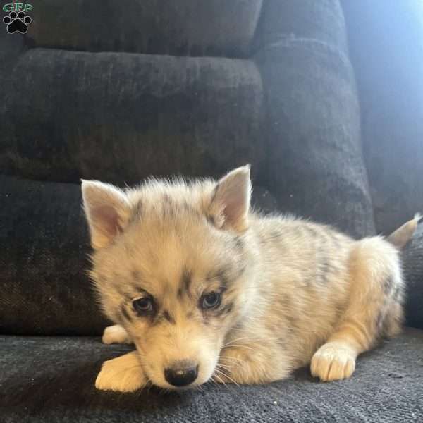 Peggy, Pomsky Puppy