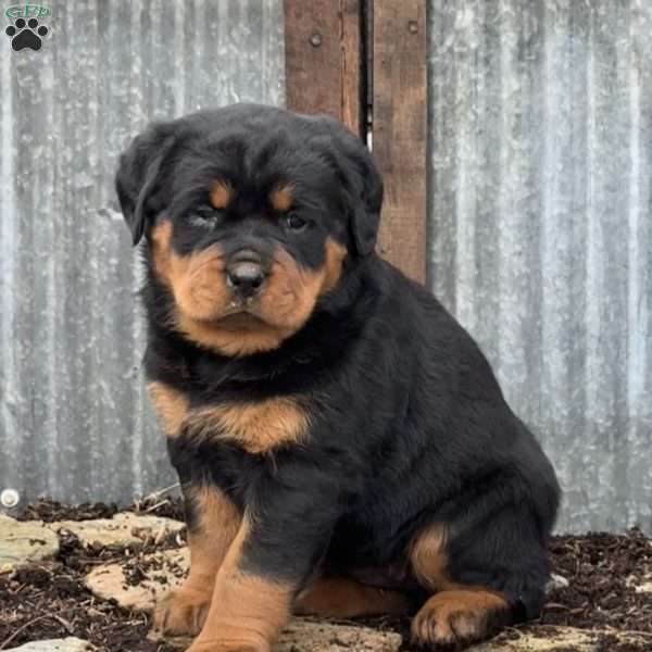 Charlie, Rottweiler Puppy