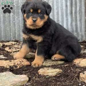 Cookie, Rottweiler Puppy