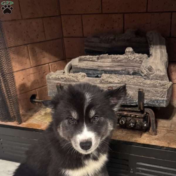 Apple, Siberian Husky Puppy