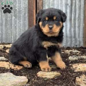 Cookie, Rottweiler Puppy