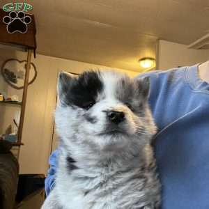 Parker, Pomsky Puppy