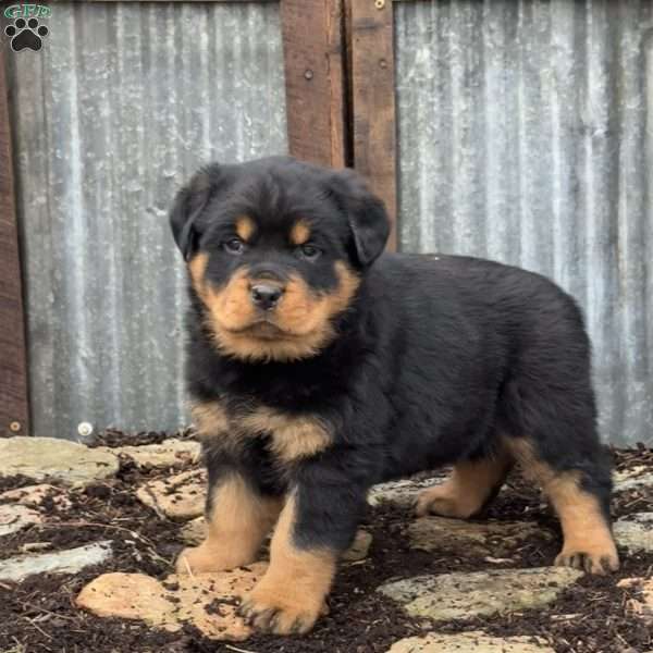 Cookie, Rottweiler Puppy