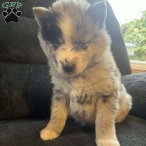 Parker, Pomsky Puppy