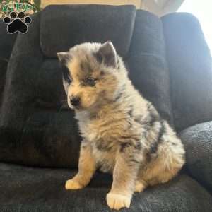 Parker, Pomsky Puppy