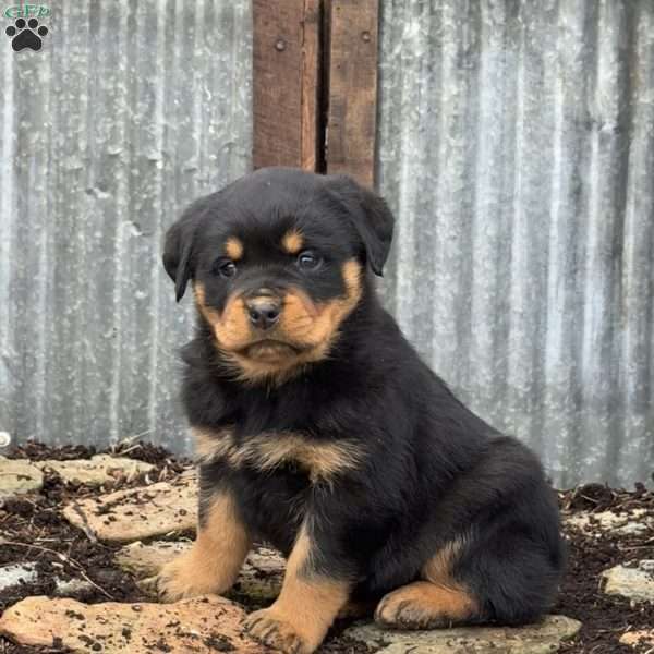 Cooper, Rottweiler Puppy