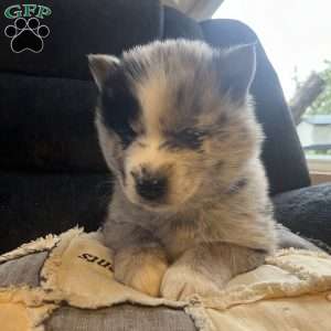 Parker, Pomsky Puppy