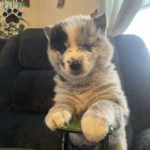 Parker, Pomsky Puppy
