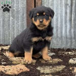 Cooper, Rottweiler Puppy