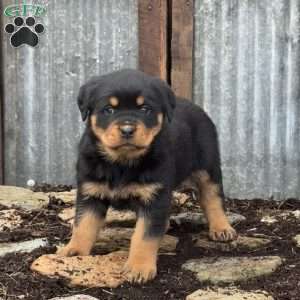 Cooper, Rottweiler Puppy